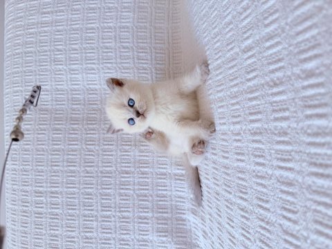 Blue point british shorthair bebekler