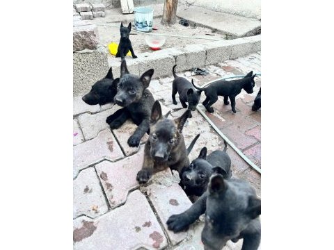 Belçika malinois köpeği