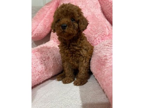 Toy poodle yavrularımız