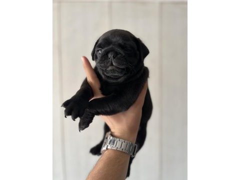 Erkek pug mops yavrusu