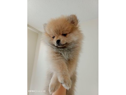 3 aylık çok akıllı pomeranian