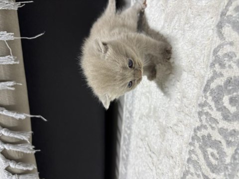 Tatlı dişi kedimiz 25 günlük british shorthair