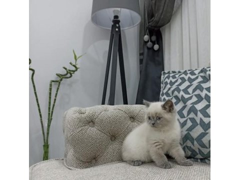 Koca kafalı british shorthair