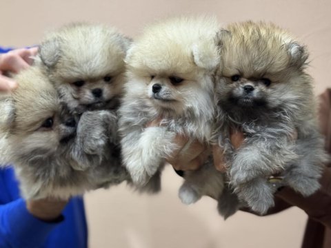 Petmode köpek çiftliğinden  tea cup teddy pomeranian