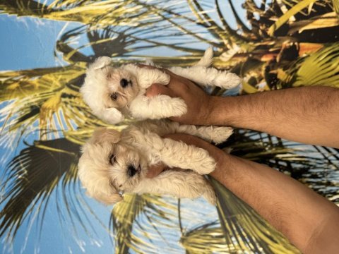 Resmi işletmeden ırk ve sağlık garantili maltipoo