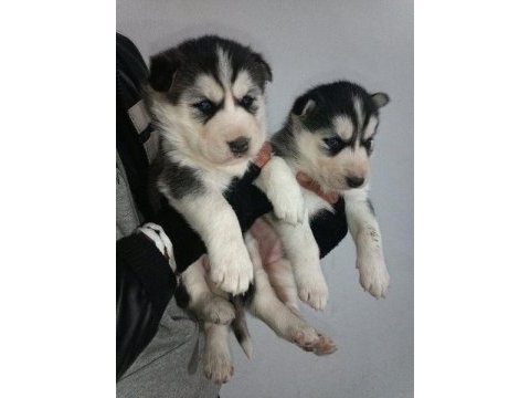 A kalite sibirya kurdu (husky) yavruları