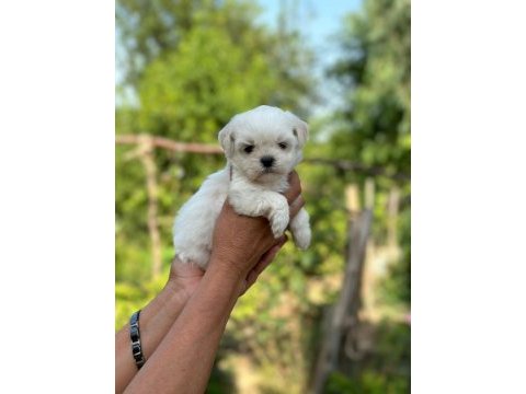 Maltese terrier teacup boy