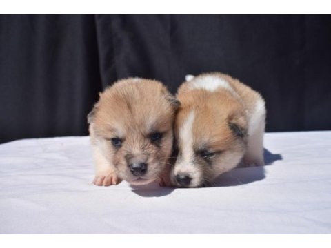 Japon akita yavrular