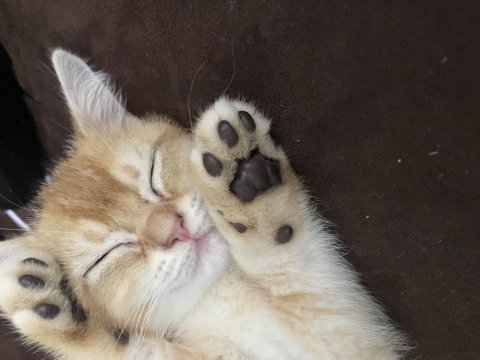 British shorthair golden 2 aylık yavru