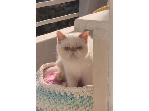 Exotic shorthair red point dişi
