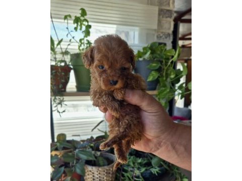 Kucuk poodle yakisıklılar