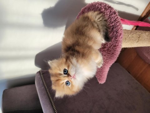 Safkan golden british longhair yavrular
