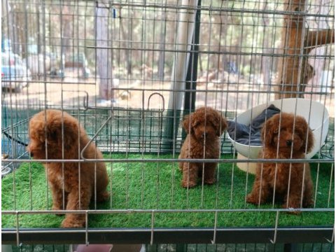 Toy poodle köpeği