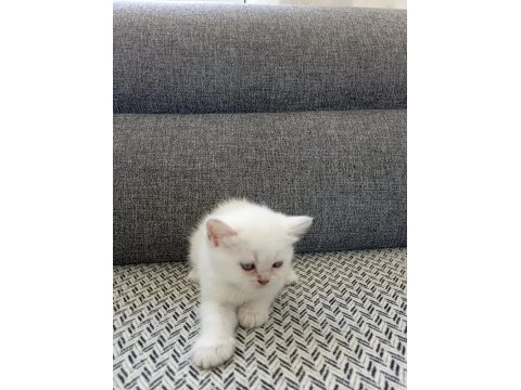 Şekerpare scottish fold