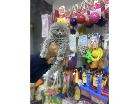 Longhair scottish fold