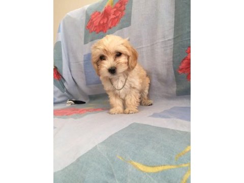 Maltipoo can dostlar ev üretimi