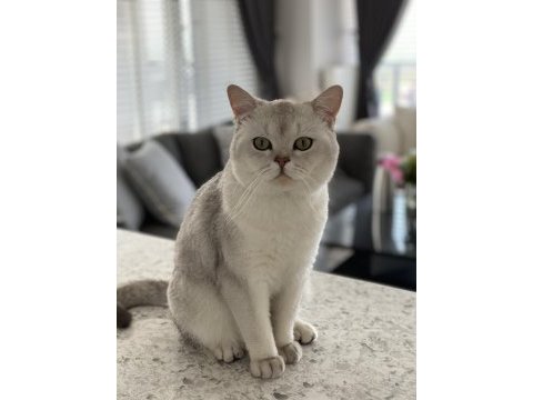 Asil british shorthair