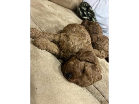 Toy poodle erkek