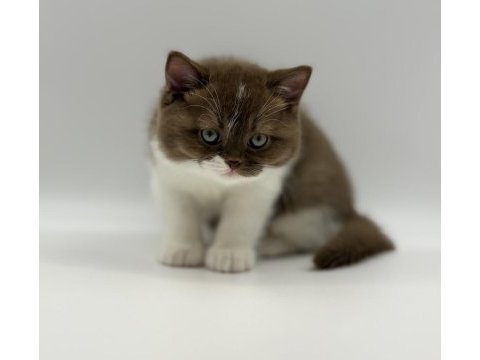 Eşsiz british shorthair yavrular