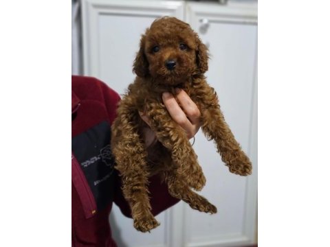 Ev doğumlu karamel poodle bebeklerim