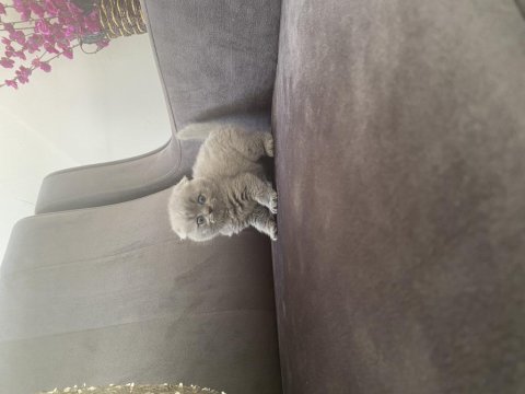Orijinal anne babadan scottish fold yavrular