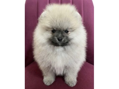 Teddy bear pomeranian boo üst kalite erkek