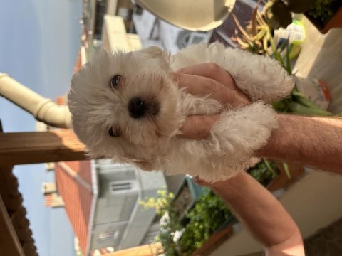 3.5 aylık dişi maltipoo