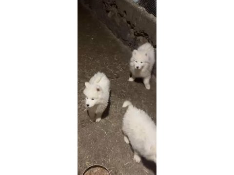 Samoyed yavrularımız sağlık ve ırk garantilidir