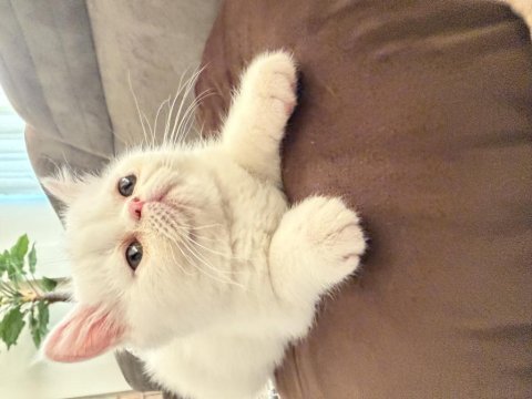 4 aylık erkek exotic shorthair