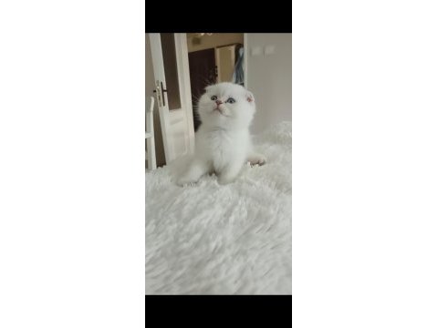 Scottish fold disi