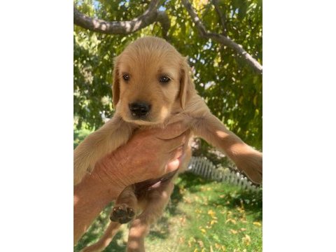 Kaliteli golden retriever yavrularimiz