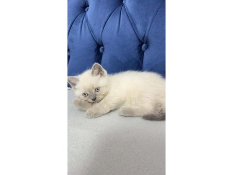 2 aylık erkek kedimiz oğlumuz blue point