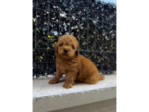 Red brown poodle yavrumu yeni yuvasına hazır