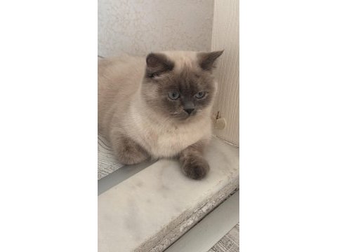 British shorthair ve bluepoint yavrularımız