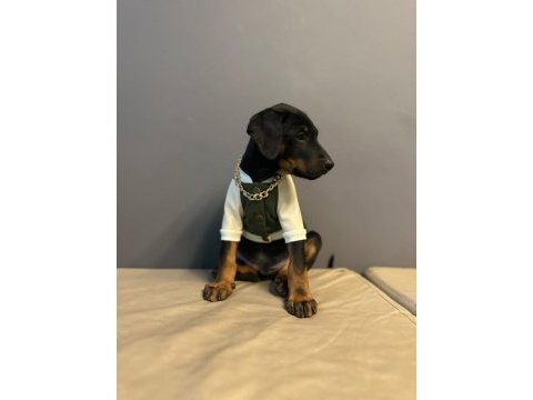 Aşılı doberman bebekler