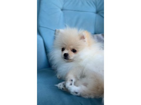 6 aylık erkek micro boy pomeranian boo