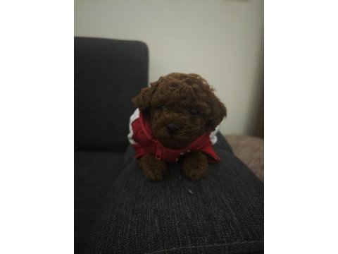 Dark kore poodle