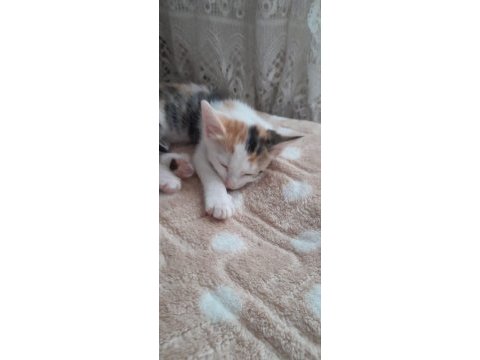 Nami'nin yavrularına yuva arıyoruz