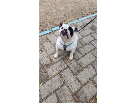 Egzotik ingiliz bulldog dişi