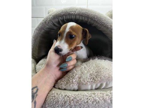 Sevecen ve enerjik jack russell yavrularım