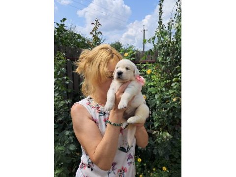 Golden retriever gelip görerek alabilirsiniz