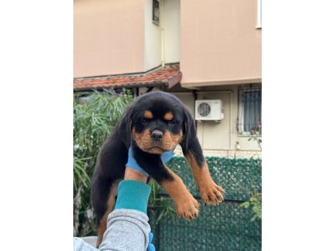 A şecere rottweiler bebekler