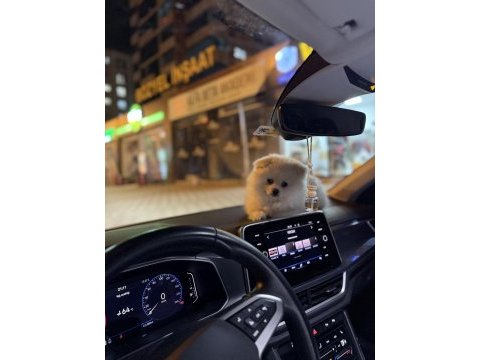 3 aylık ped eğitimli pomeranian boo