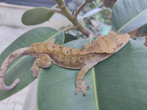 3 yaşında erkek crested gecko