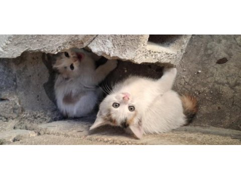 Annesi öldü acil yuva aranıyor