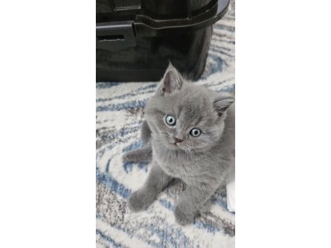 Gri brıtısh shorthair yavrularım 