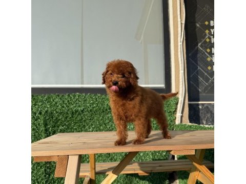 Toy poodle erkek yavrumuz