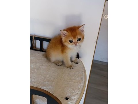 Çikolata golden dişi yavru british shorthair