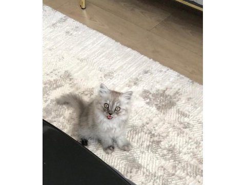 50 günlük british shorthair