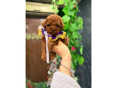 Sağlıklı eğitimli poodle yavrum